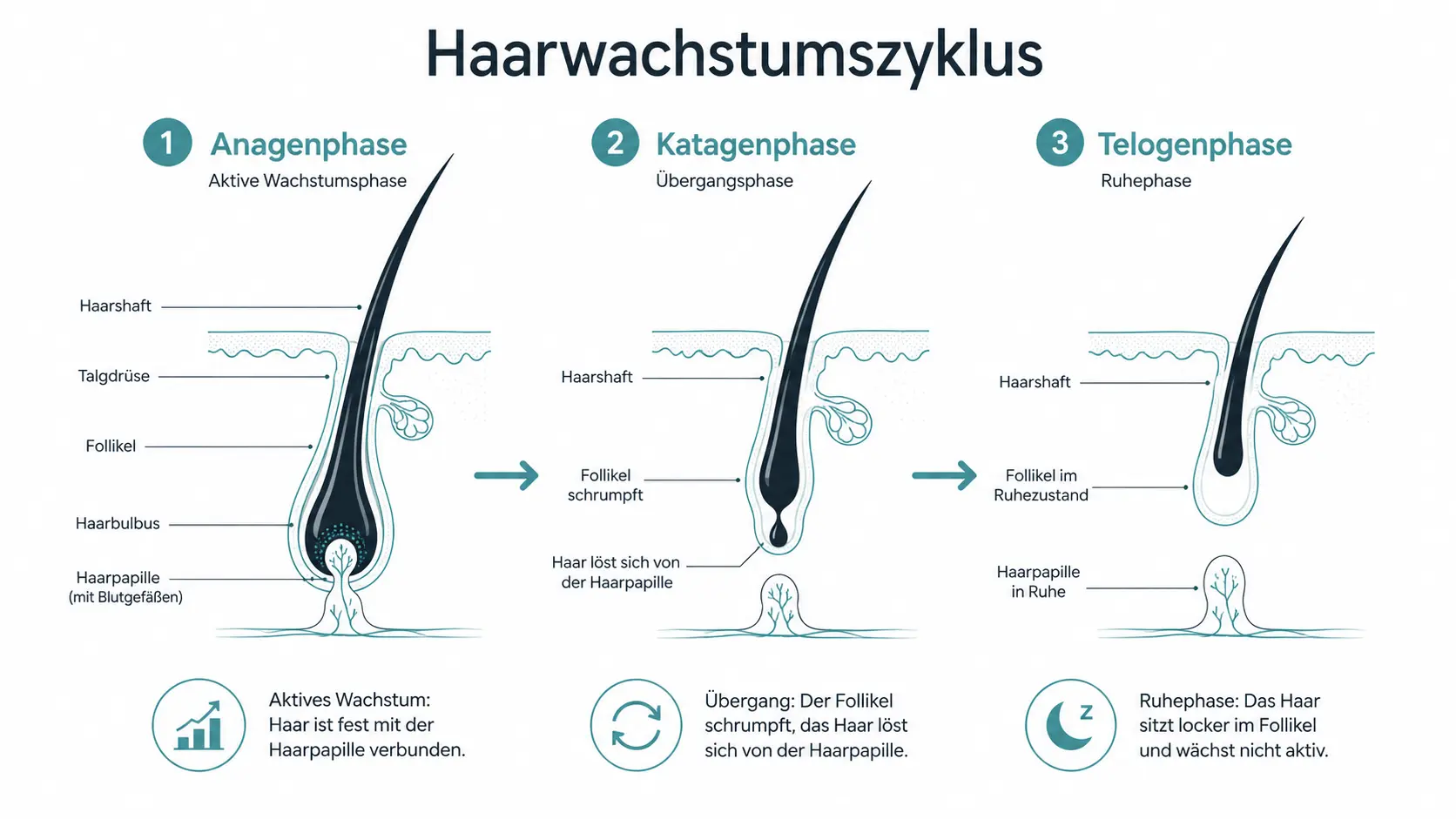 Infografik Haarwachstumszyklus: Anagenphase, Katagenphase und Telogenphase für Diodenlaser Behandlung